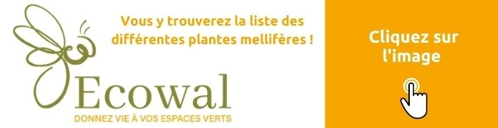 actu écowal