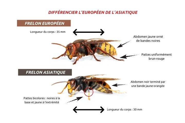 actu frelon asiat comparaison