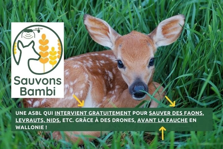 actu sauvons bambi
