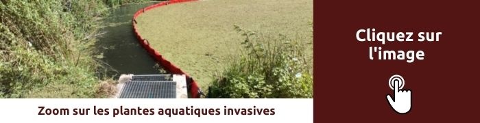 banner aquatiques invasives