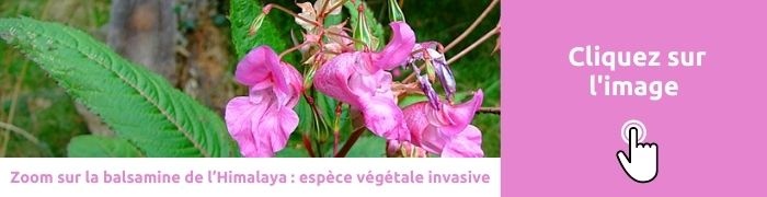 banner balsamine himalaya