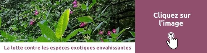 banner lutte plantes invasives