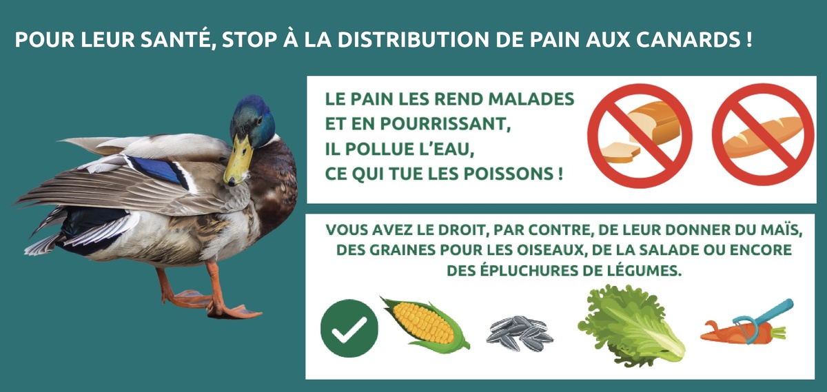 stop pain canards