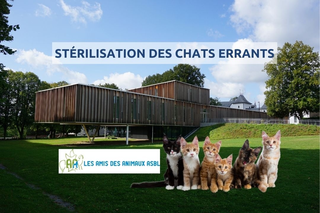 stérilisation chats errants